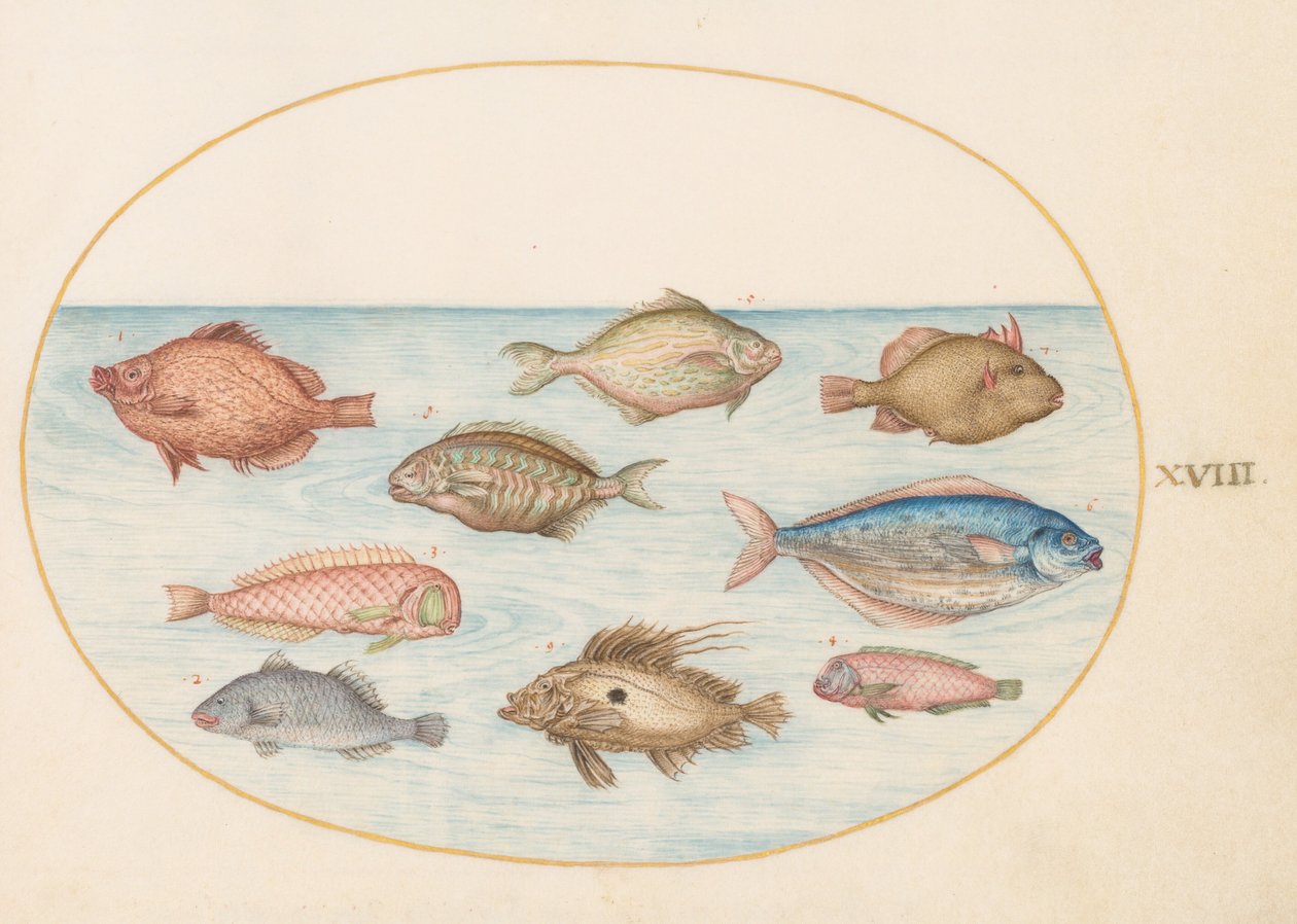 Planche 18 : poisson-cochon, poisson-rasoir, poisson-beurre, un saint-pierre et autres poissons - Joris Hoefnagel