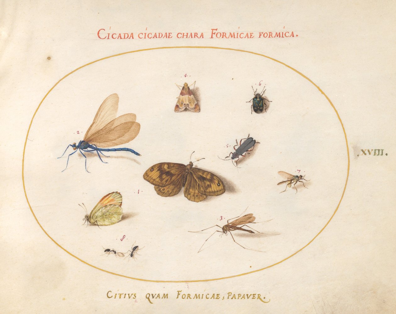 Planche 18 : Deux papillons et un papillon de nuit avec une libellule, deux fourmis et quatre autres insectes - Joris Hoefnagel