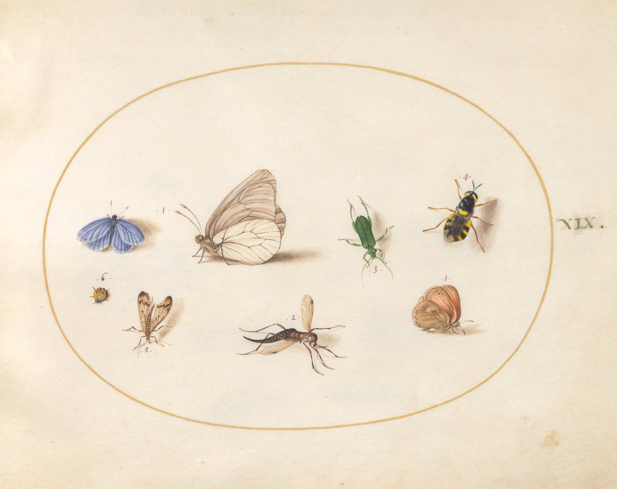 Planche 19 : Deux papillons avec cinq autres insectes - Joris Hoefnagel
