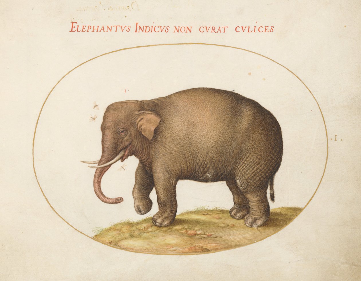 Planche 1 : Éléphant avec insectes - Joris Hoefnagel