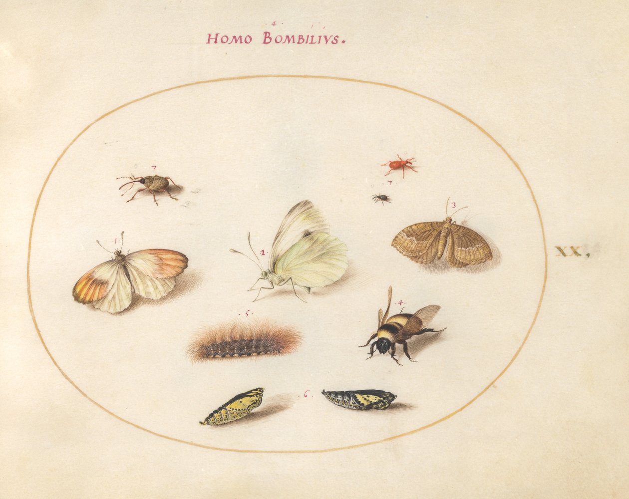 Planche 20 : Trois papillons, une chenille, une abeille, deux chrysalides et trois charançons - Joris Hoefnagel