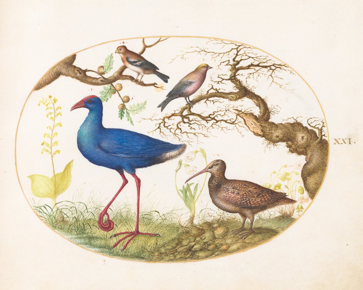 Planche 21 : poule des marais et bécasse avec un roselin strié, un pinson et des galles de chêne - Joris Hoefnagel