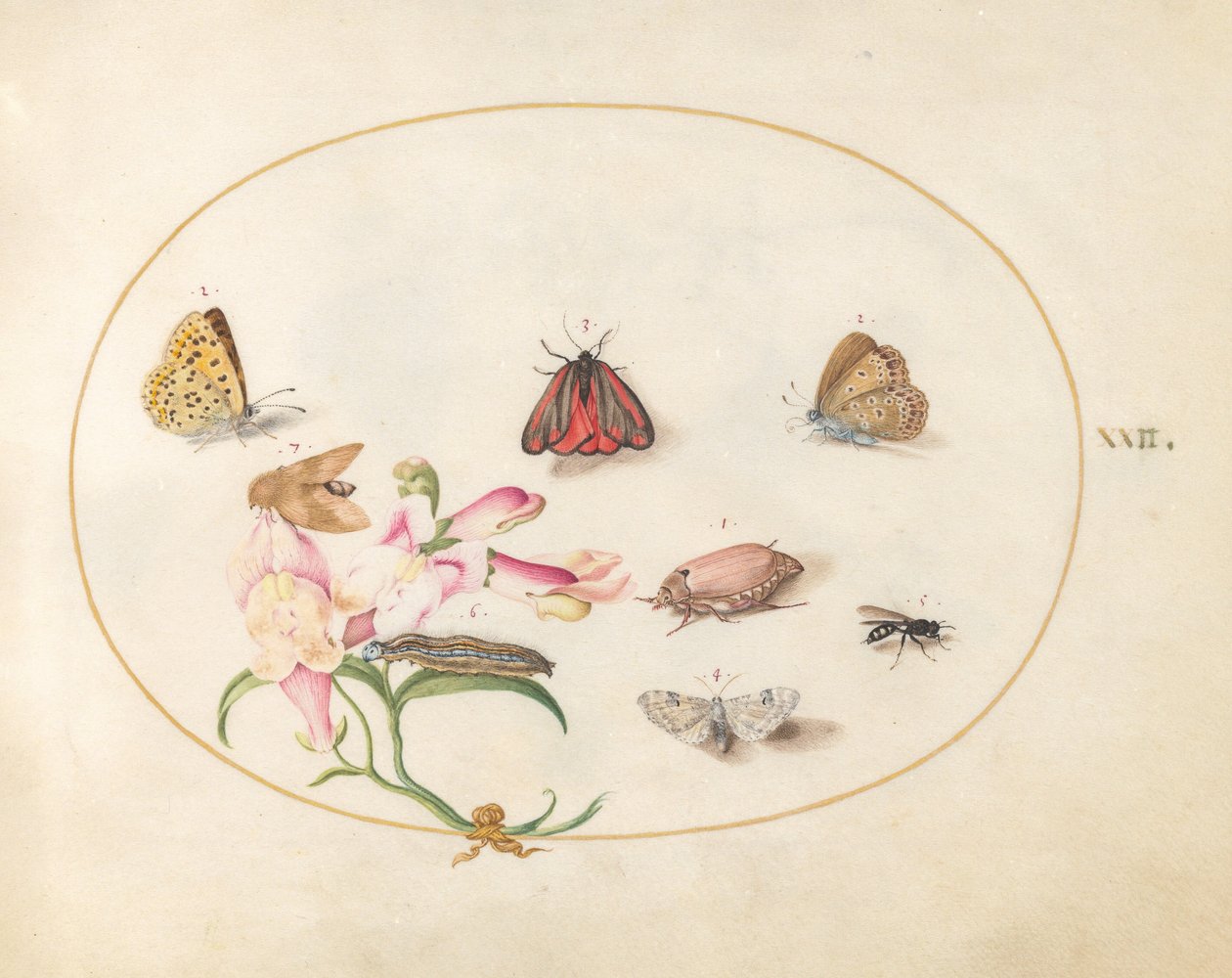 Planche 22 : Un papillon de nuit « cinnabar » et un hanneton, accompagnés de papillons, d