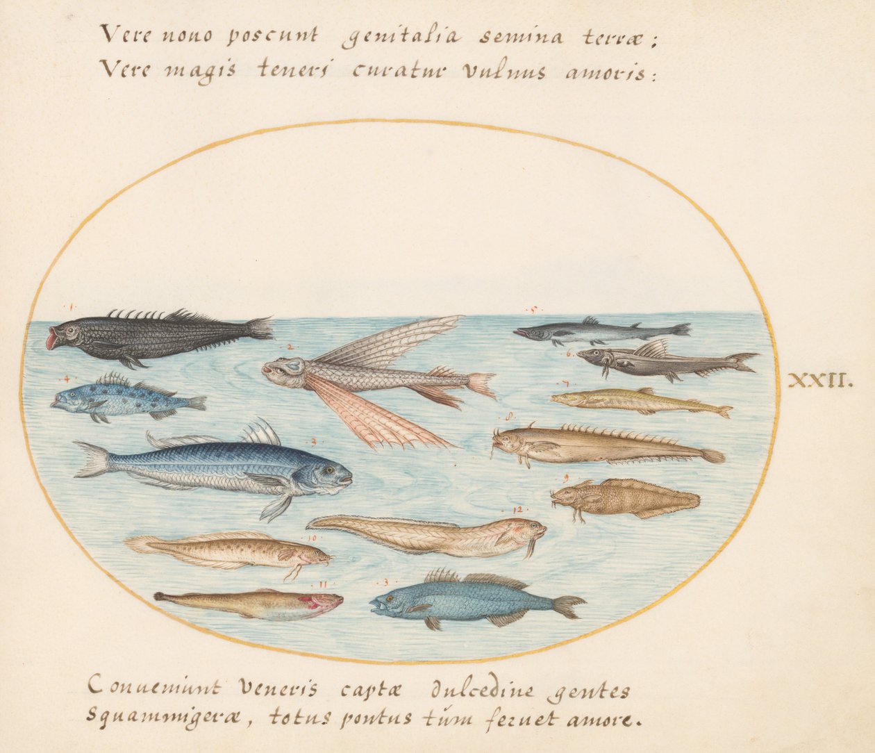 Planche 22 : Mulet, Poisson Volant, Anguilles et Autres Poissons - Joris Hoefnagel