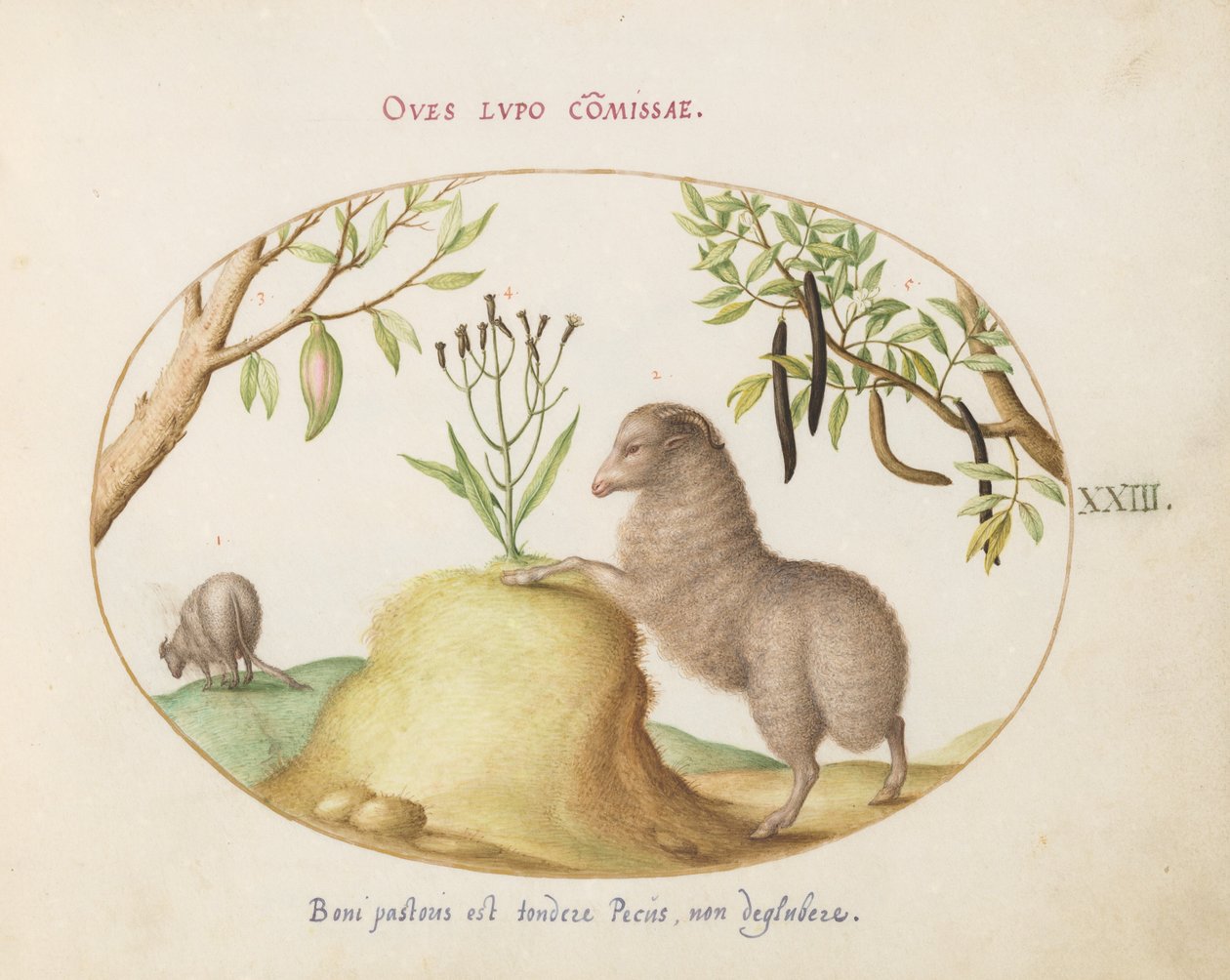 Planche 23 : Un mouton à queue grasse, un mouton à longue queue, un "Cassia purgatrix" et d