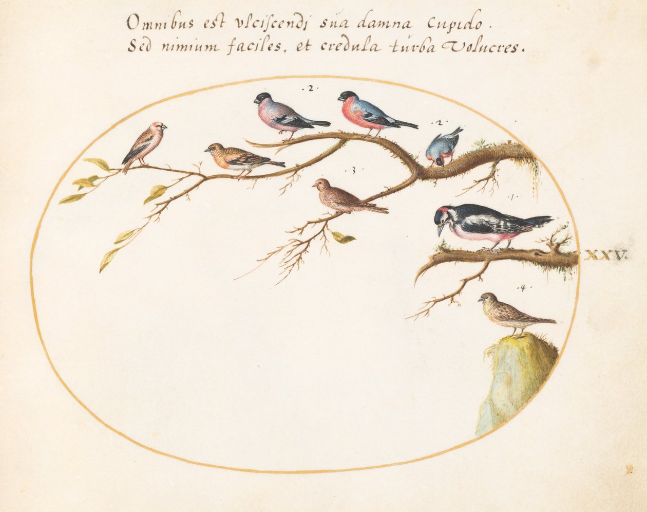 Planche 25 : Pic épeiche, bouvreuils, moineaux et autres oiseaux - Joris Hoefnagel