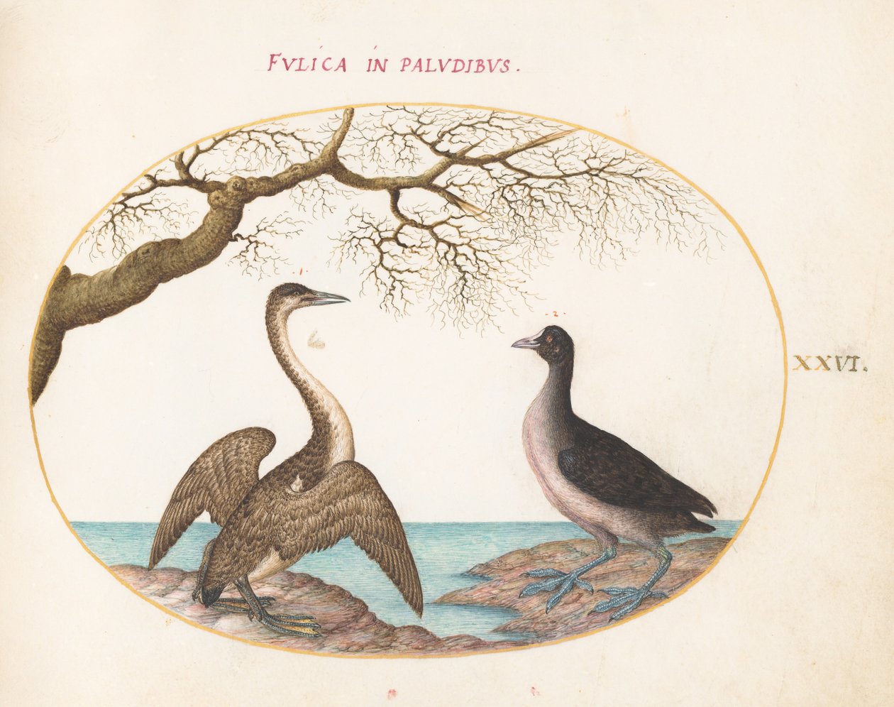 Planche 26 : Cormoran et Foulque - Joris Hoefnagel