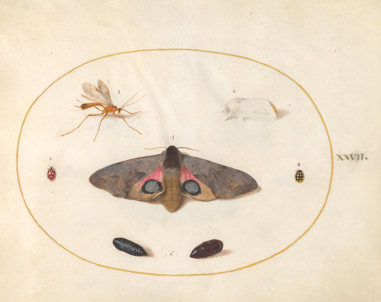 Planche 27 : Deux papillons, deux chrysalides et autres insectes - Joris Hoefnagel