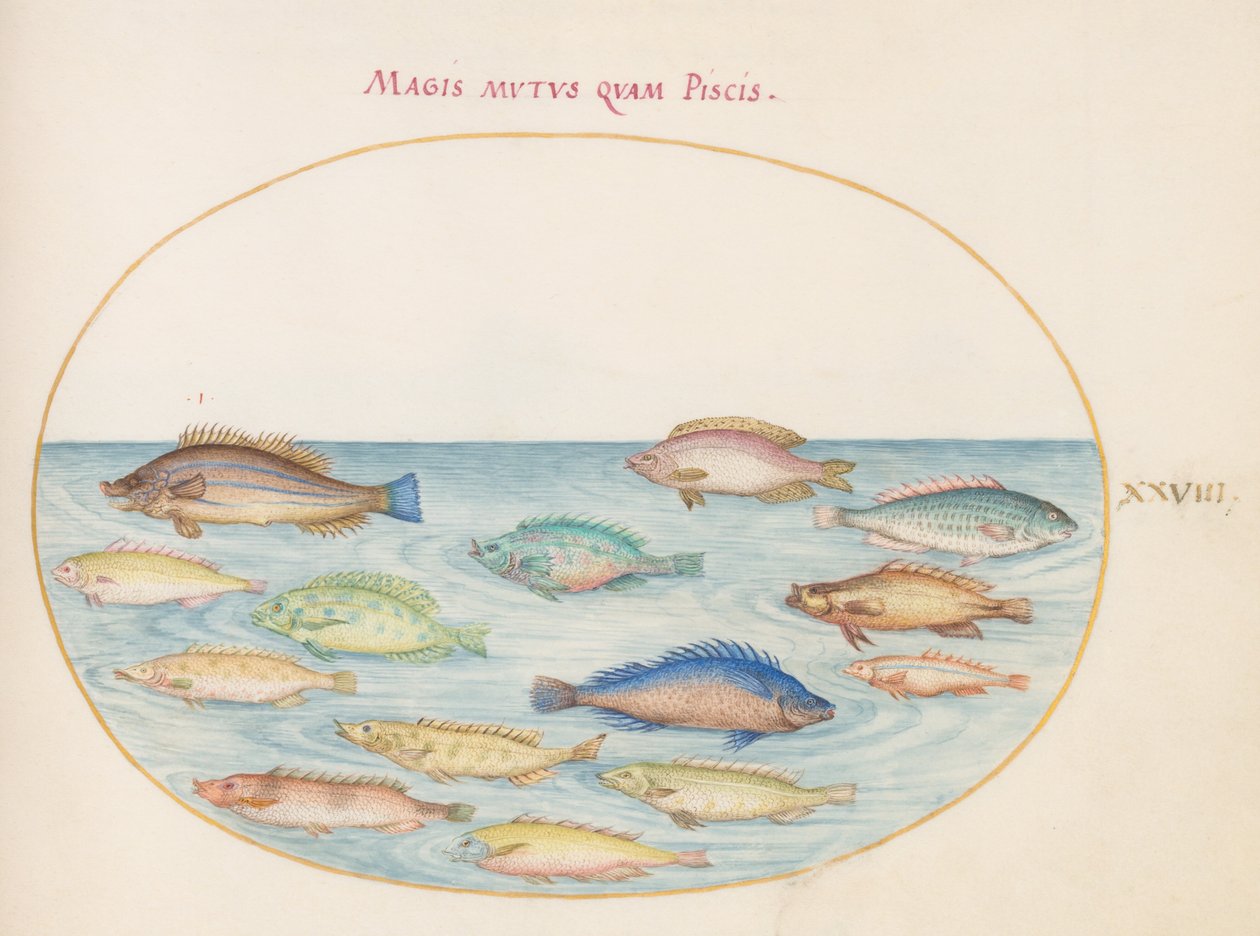 Planche 28 : Dorade (?) et autres poissons - Joris Hoefnagel