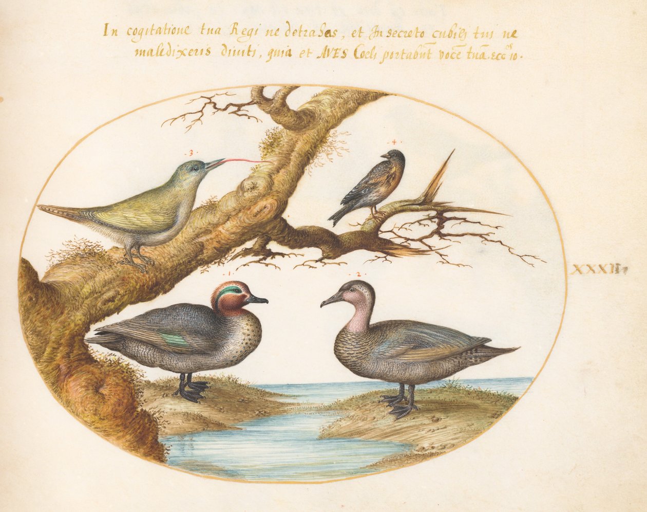 Planche 32 : Sarcelle à Ailes Vertes, Pic Vert Juvénile et Deux Autres Oiseaux - Joris Hoefnagel