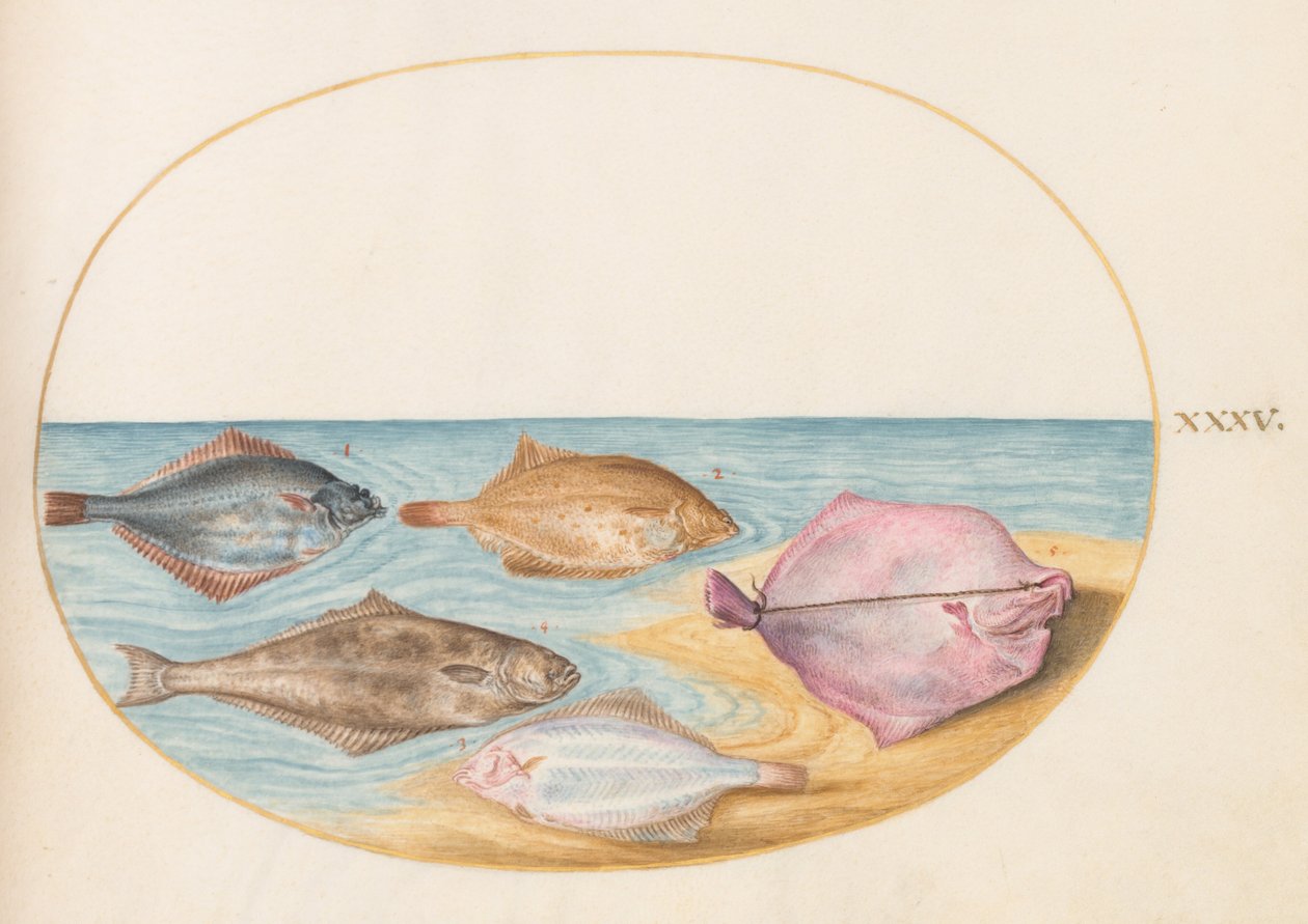 Planche 35 : Les dessous de turbot (?) et autres poissons plats - Joris Hoefnagel