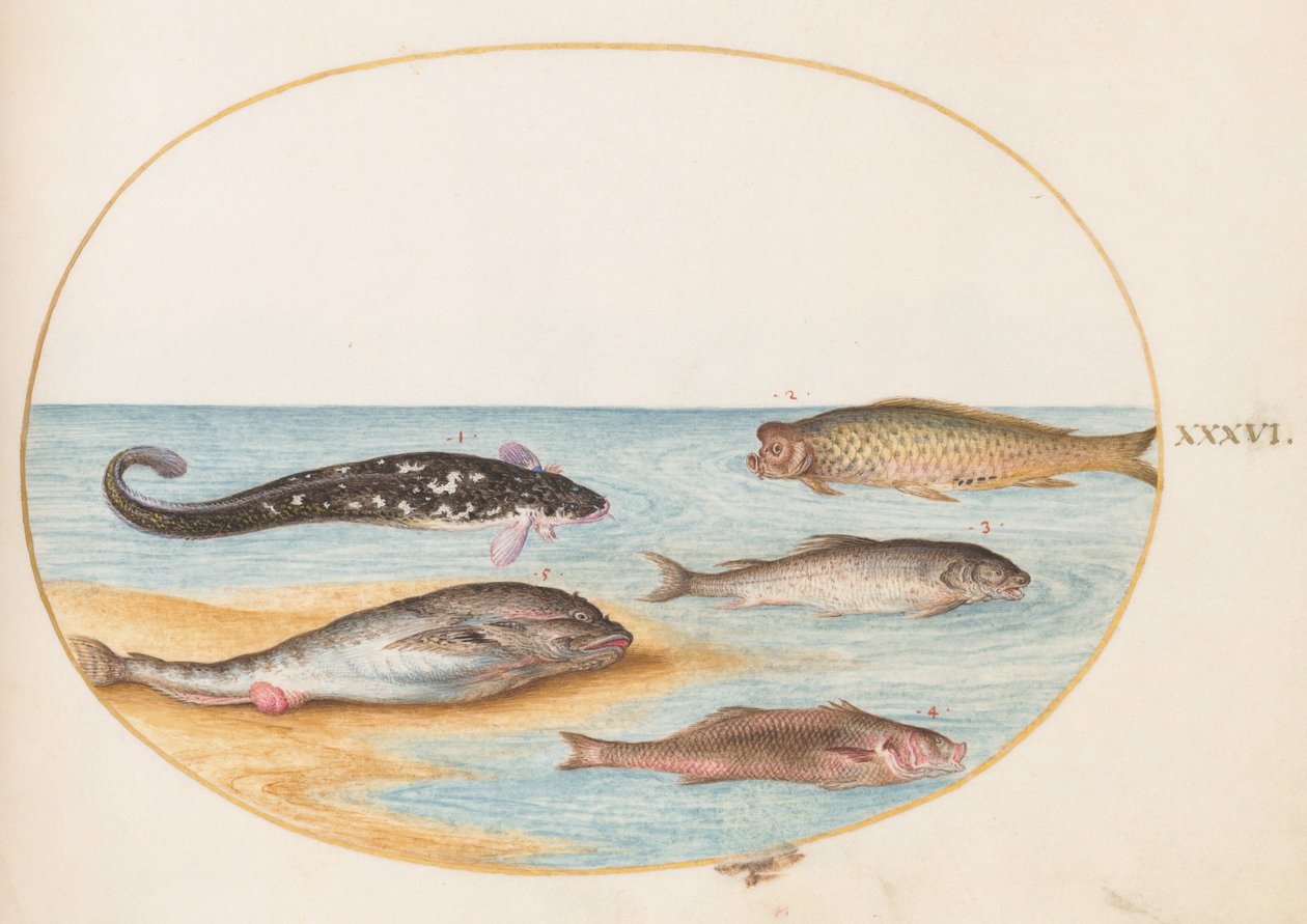Planche 36 : Cinq poissons, dont des carpes(?) - Joris Hoefnagel