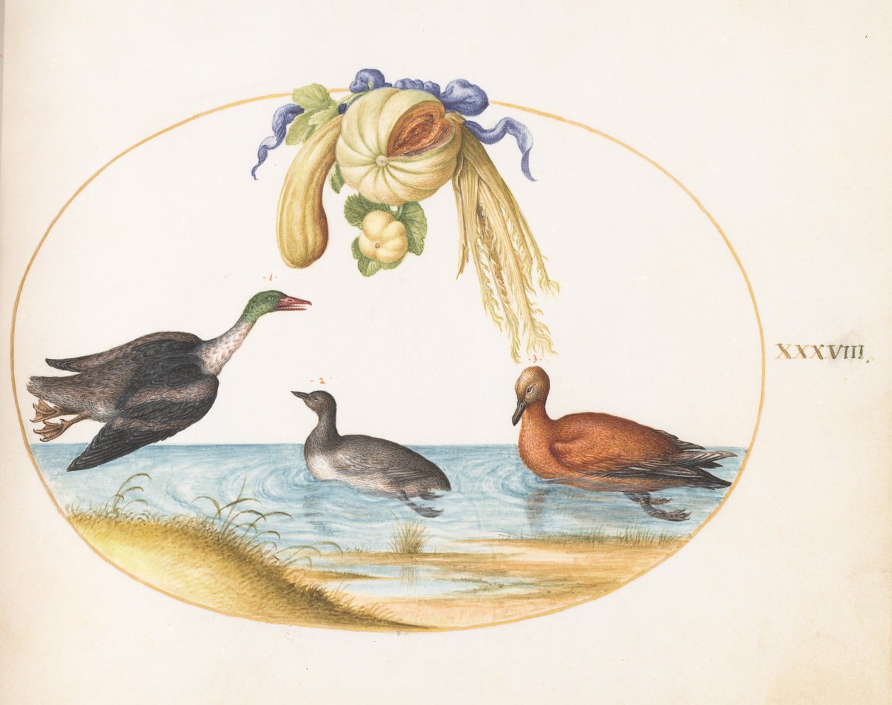 Planche 38 : harle avec deux autres oiseaux aquatiques et une guirlande de melons et de courges - Joris Hoefnagel