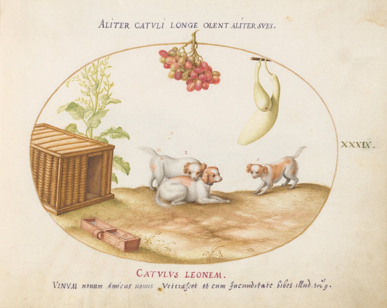 Planche 39 : Trois chiots avec une caisse et une grappe de raisins - Joris Hoefnagel