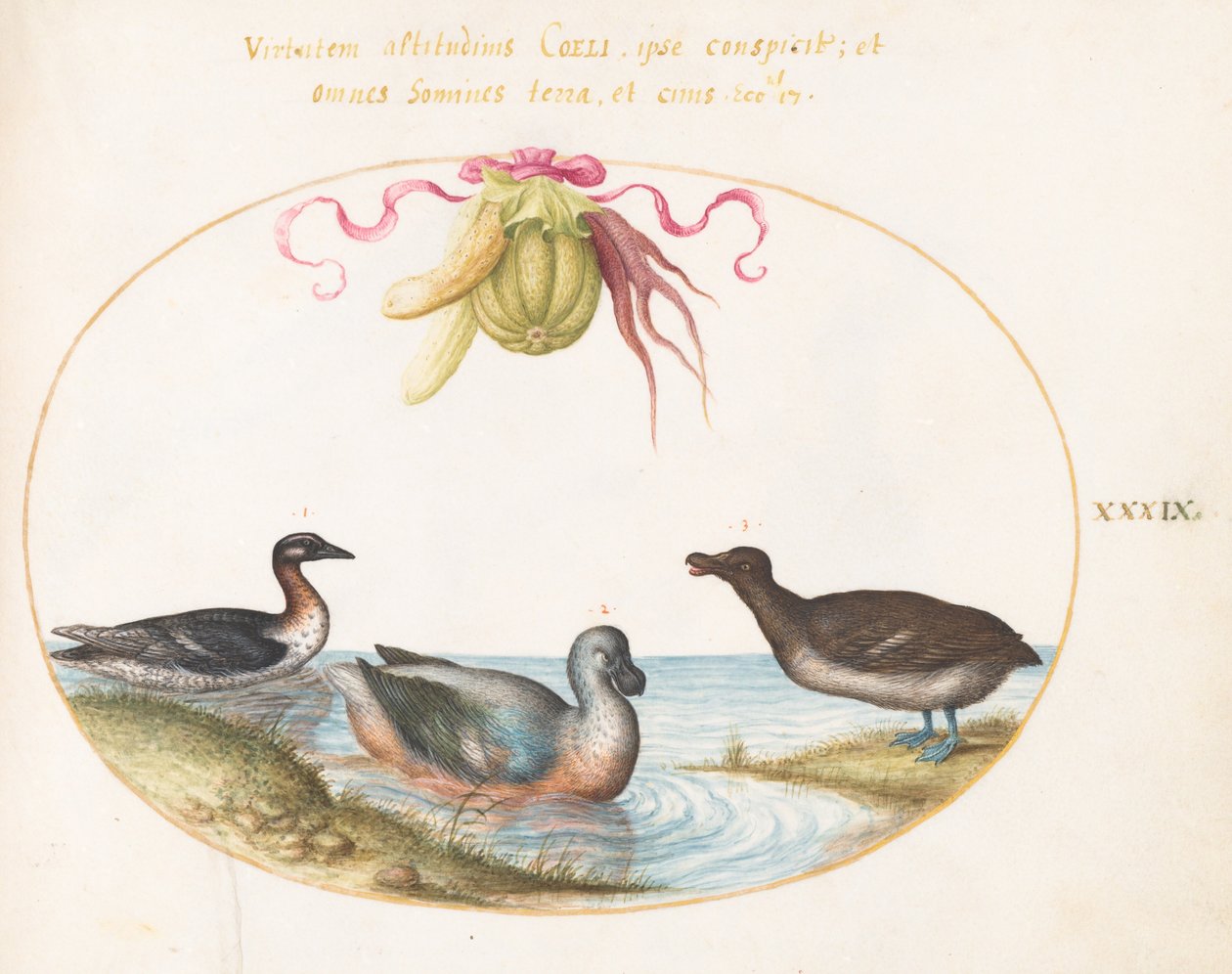 Planche 39 : Trois oiseaux aquatiques, l
