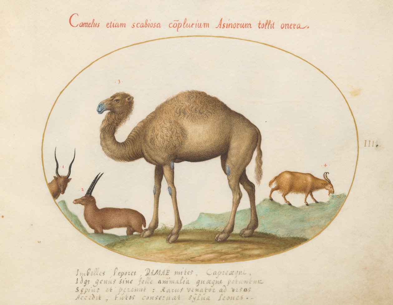 Planche 3 : Chameau, ibex et chèvre - Joris Hoefnagel