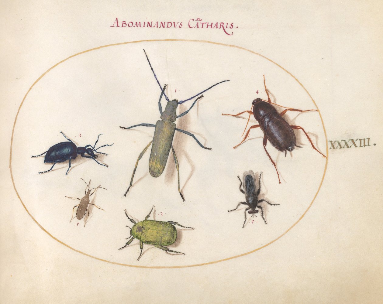 Planche 43 : Un longicorne gris doré(?), scarabée de la tanaisie(?), cafard, punaise à pattes feuillues et autres insectes - Joris Hoefnagel