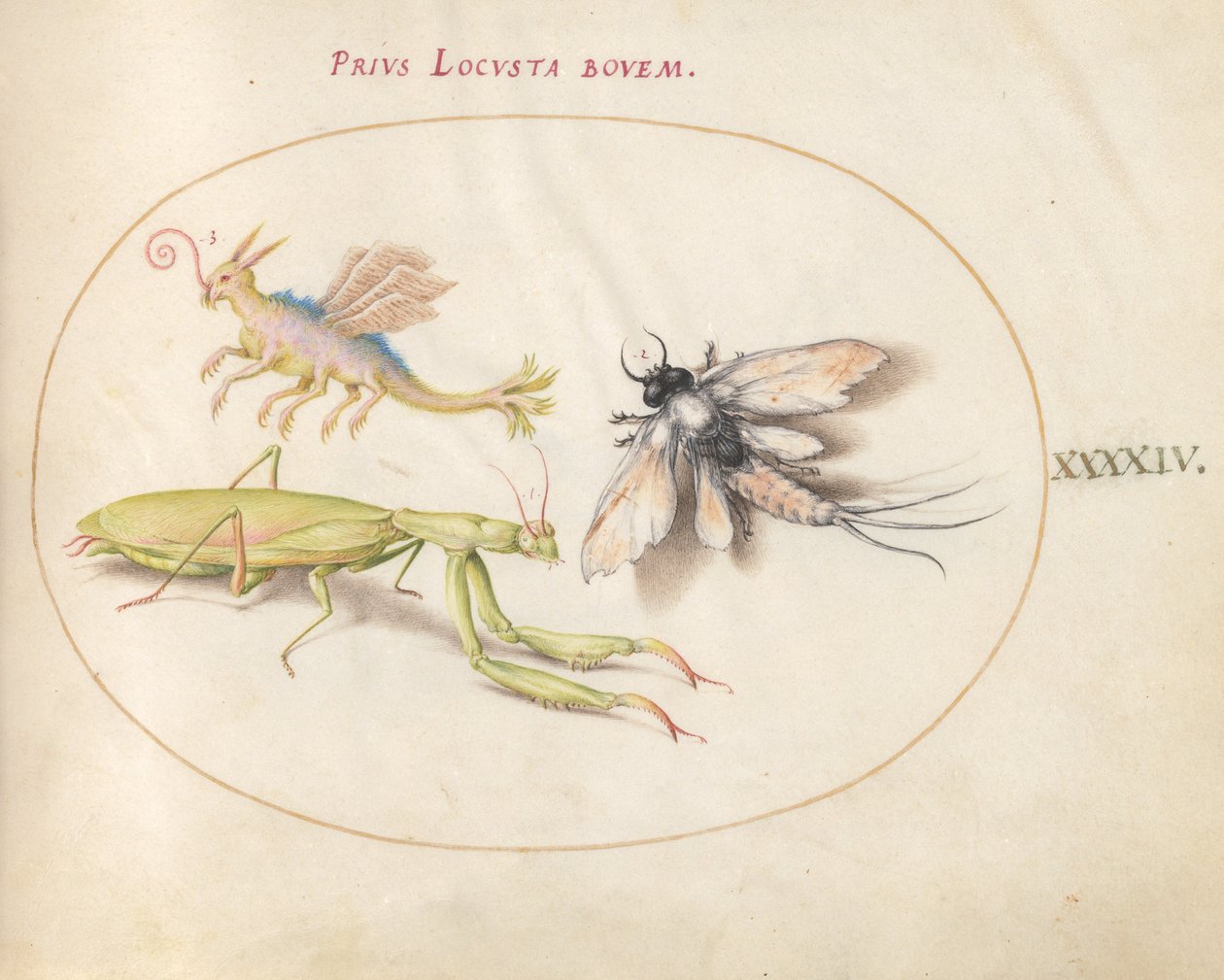Planche 44 : Mante et éphémère avec un insecte imaginaire - Joris Hoefnagel