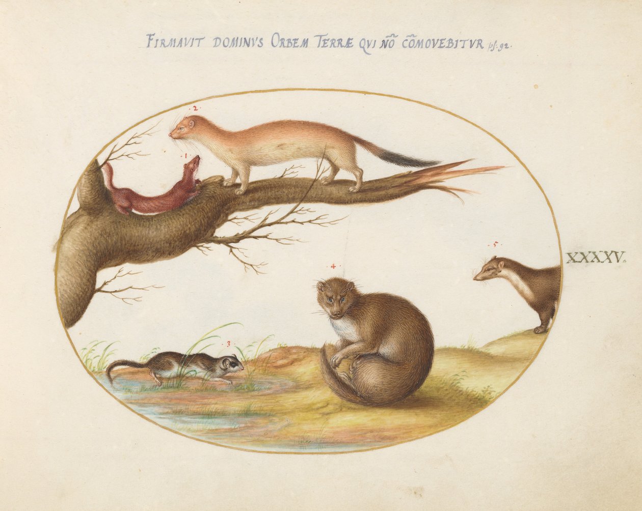 Planche 45 : belettes, un furet et une « souris des noix » - Joris Hoefnagel