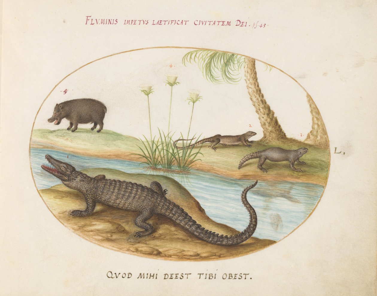 Planche 50 : Un crocodile (?), un hippopotame (?), et deux lézards avec une plante de papyrus - Joris Hoefnagel