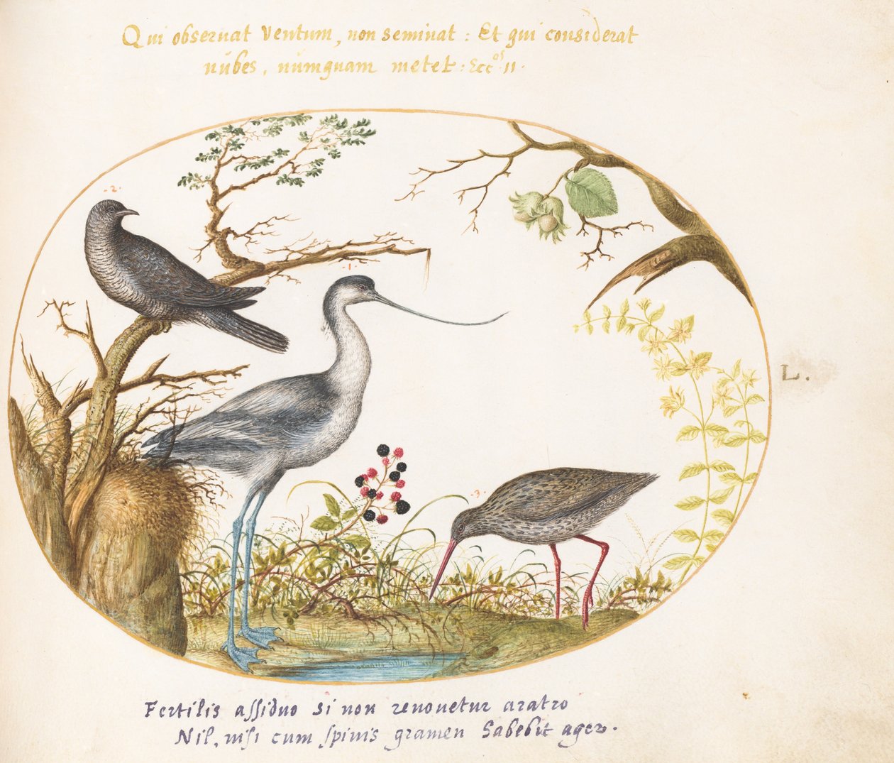 Planche 50 : Une avocette avec deux autres oiseaux - Joris Hoefnagel
