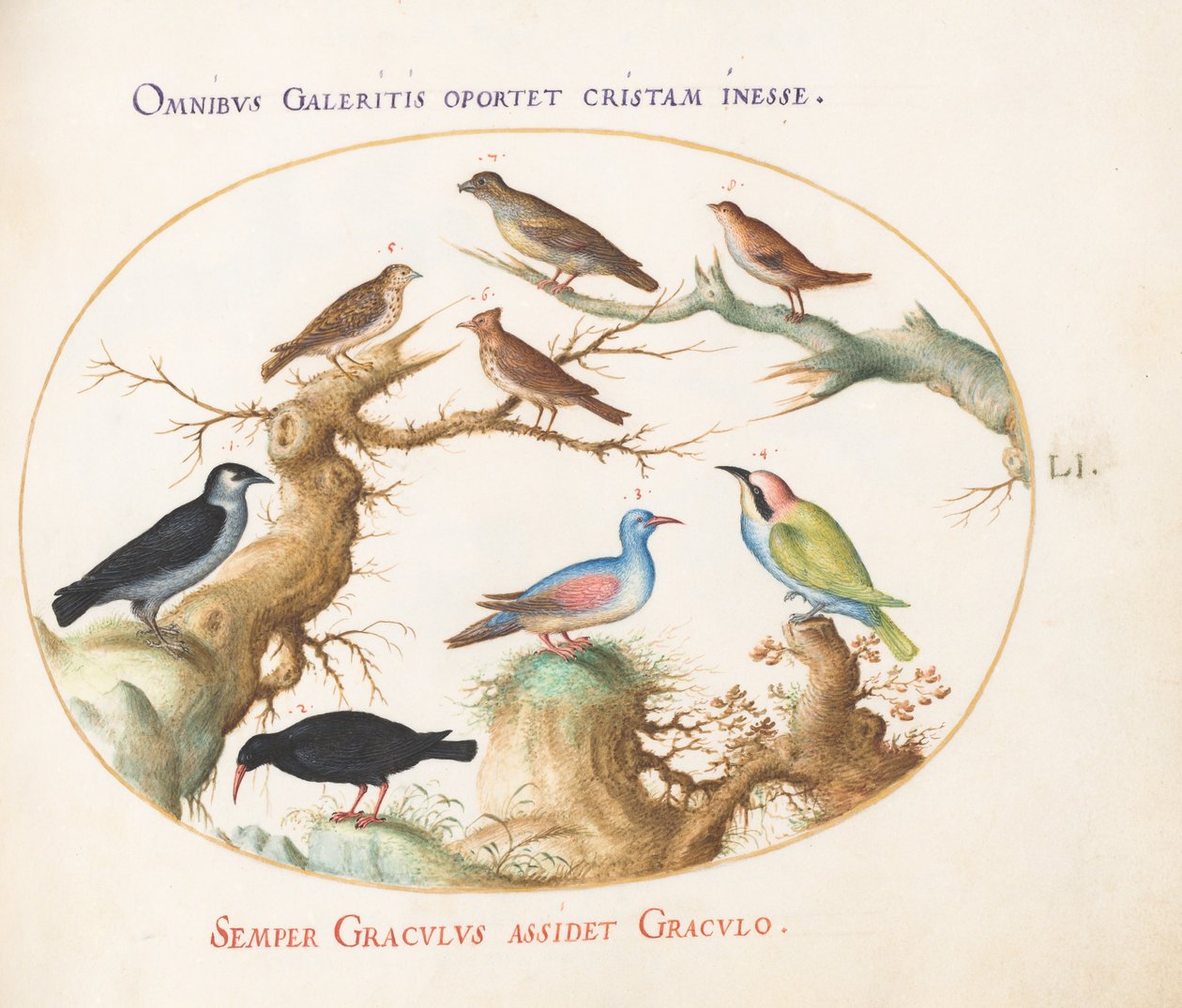 Planche 51 : Bec-croisé, Choucas, Guêpier et autres oiseaux - Joris Hoefnagel