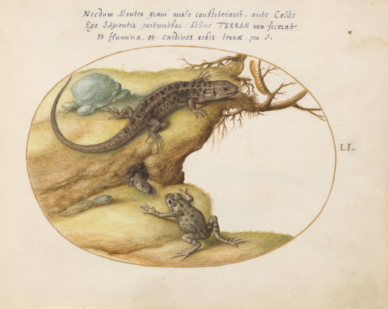 Planche 51 : Deux lézards des souches, une grenouille persillée commune (?), et une chenille - Joris Hoefnagel