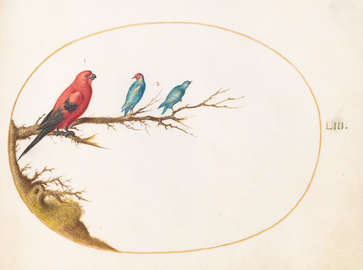 Planche 53 : Trois oiseaux aux couleurs vives, dont un tangara brésilien () - Joris Hoefnagel