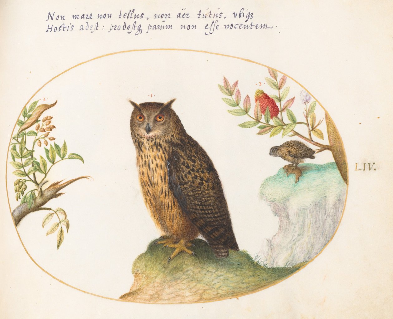 Planche 54 : Un hibou, avec un autre au loin en train de manger un lapin - Joris Hoefnagel