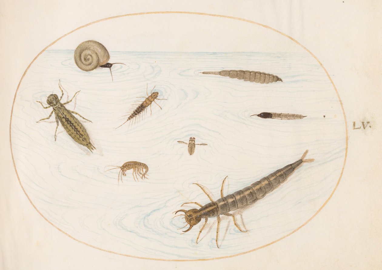 Planche 55 : insectes aquatiques et invertébrés, dont un escargot - Joris Hoefnagel