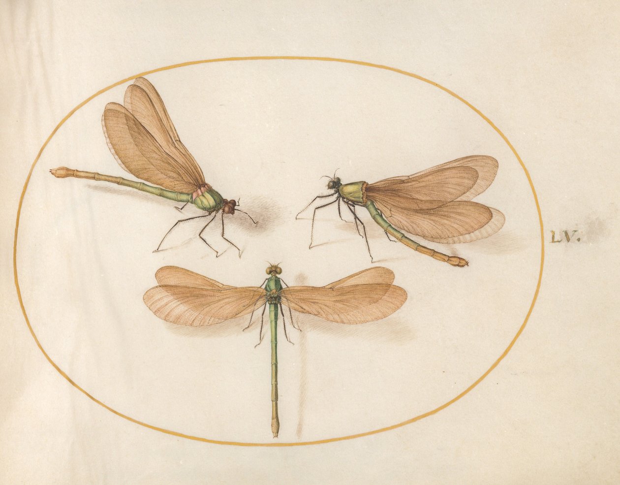 Planche 55 : Trois demoiselles vertes aux ailes brunes (belles demoiselles ?) - Joris Hoefnagel