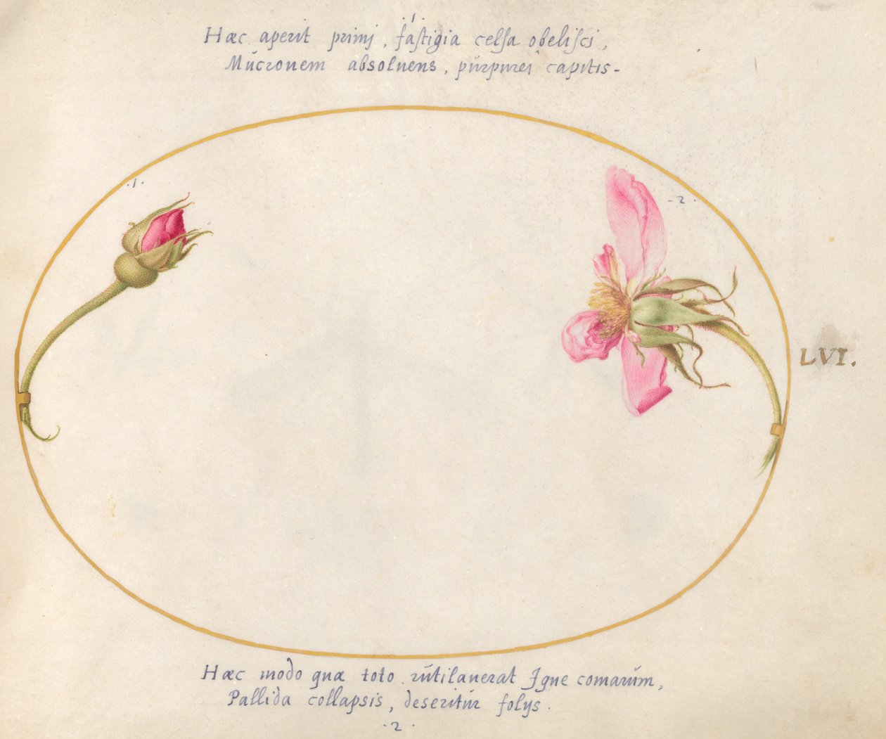 Planche 56 : Un bouton de rose et une rose rose en décomposition - Joris Hoefnagel