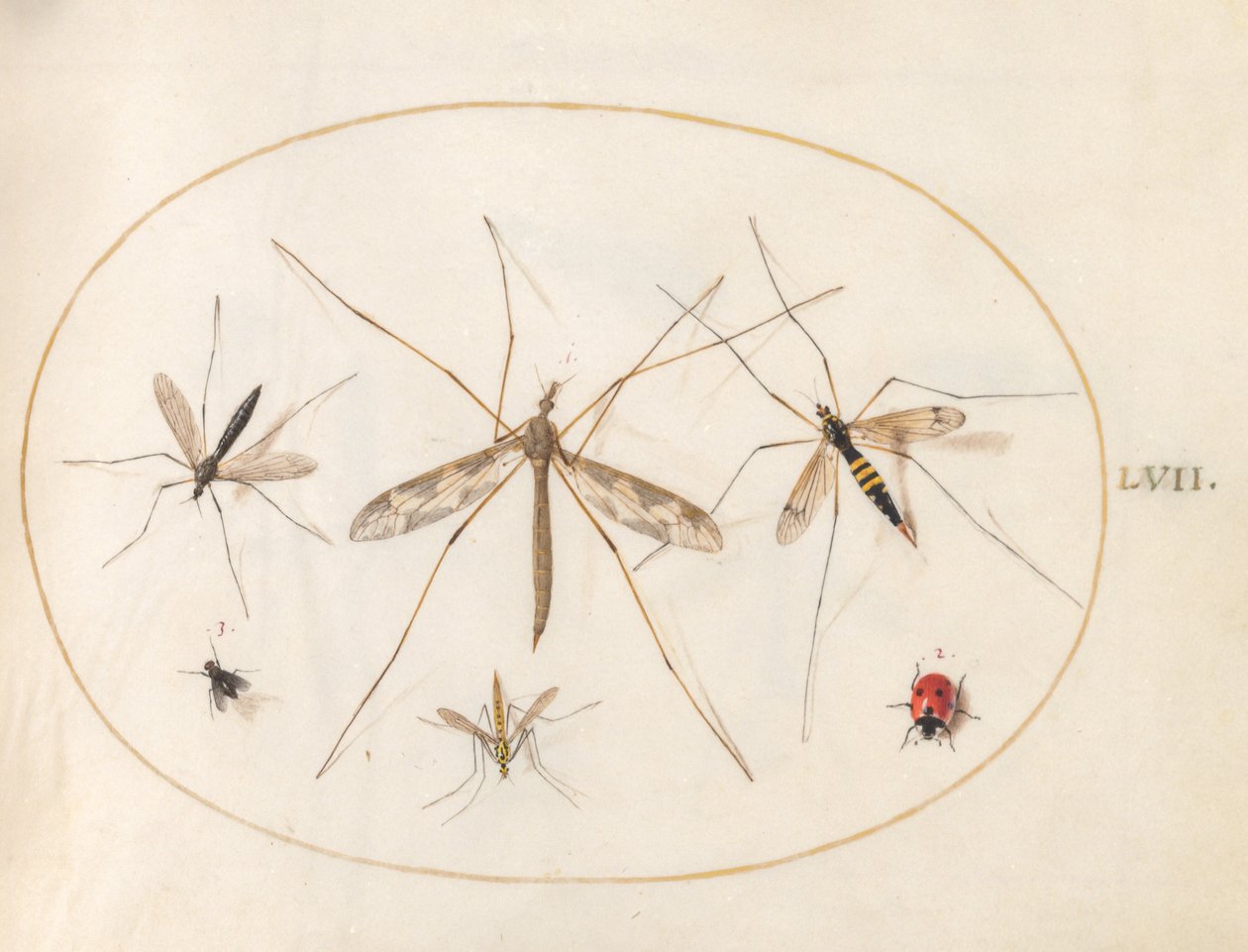 Planche 57 : Une coccinelle, une mouche et quatre autres insectes - Joris Hoefnagel
