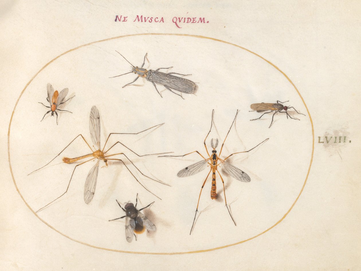 Planche 58 : Une abeille et cinq autres insectes - Joris Hoefnagel