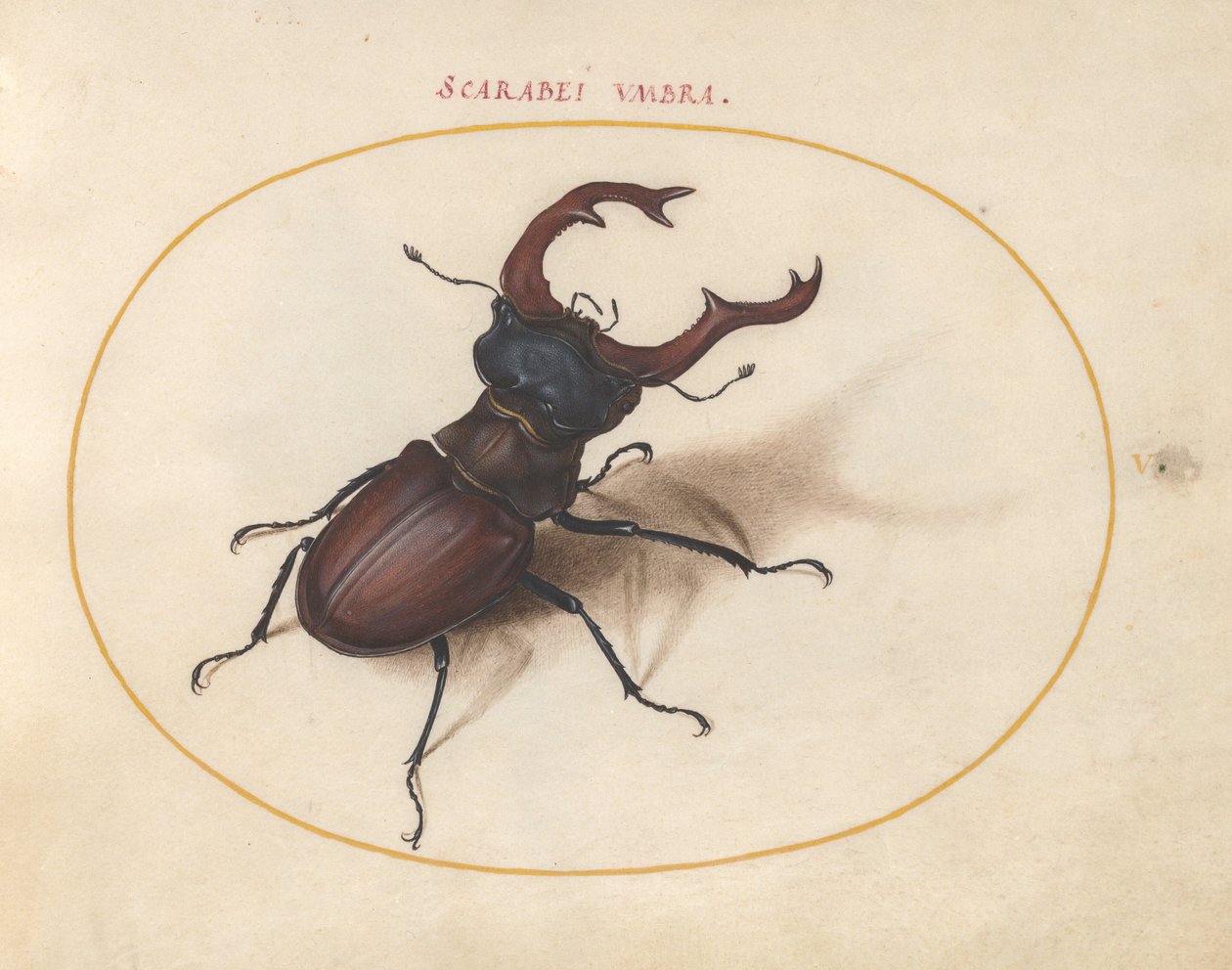 Planche 5 : lucane cerf-volant - Joris Hoefnagel
