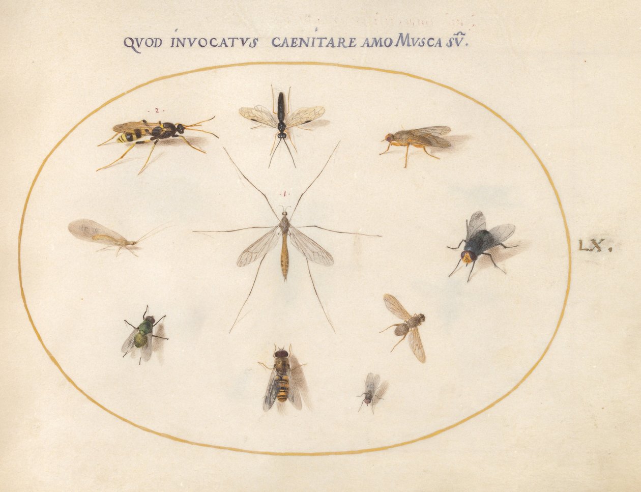 Planche 60 : Mouches et autres insectes, vers 1575/80 - Joris Hoefnagel
