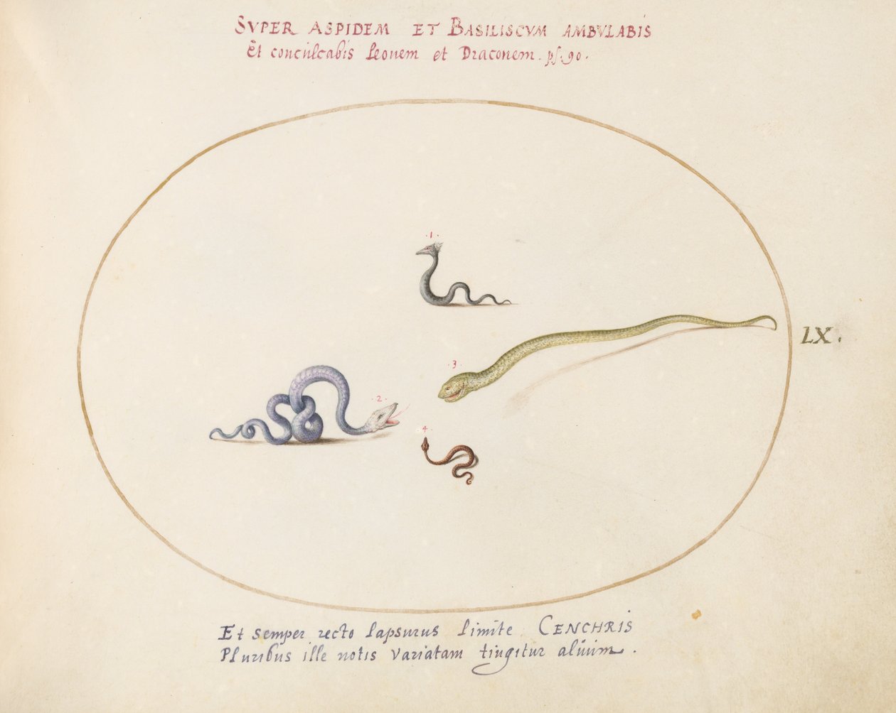 Planche 60 : Quatre petits serpents - Joris Hoefnagel