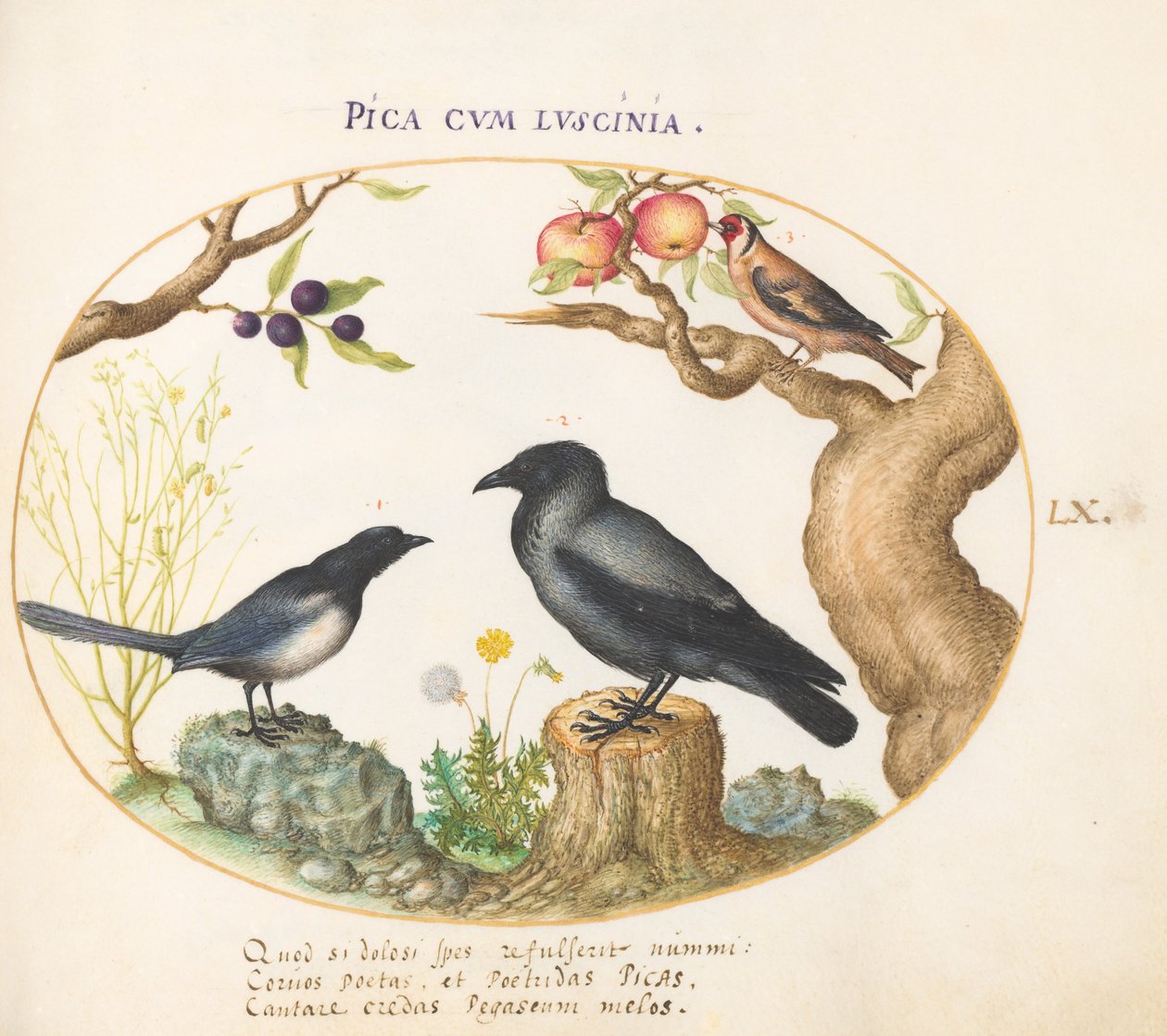 Planche 60 : Pie, Corbeau et Chardonneret - Joris Hoefnagel