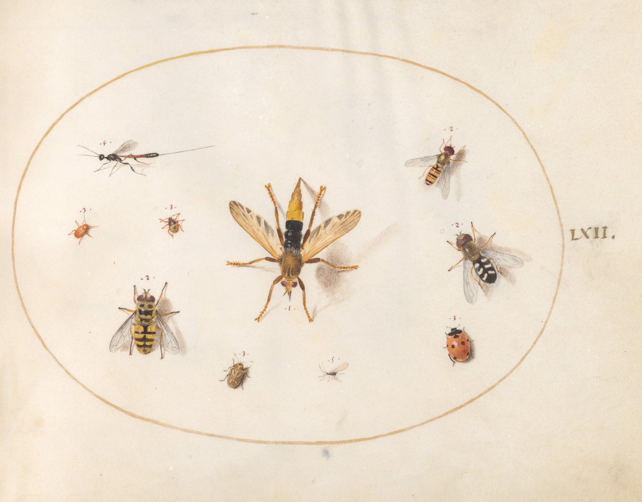 Planche 62 : dix insectes - Joris Hoefnagel