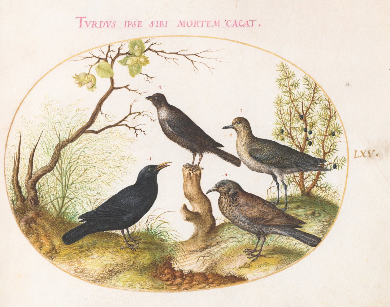 Planche 65 : Merle, étourneau (?) et autres oiseaux - Joris Hoefnagel