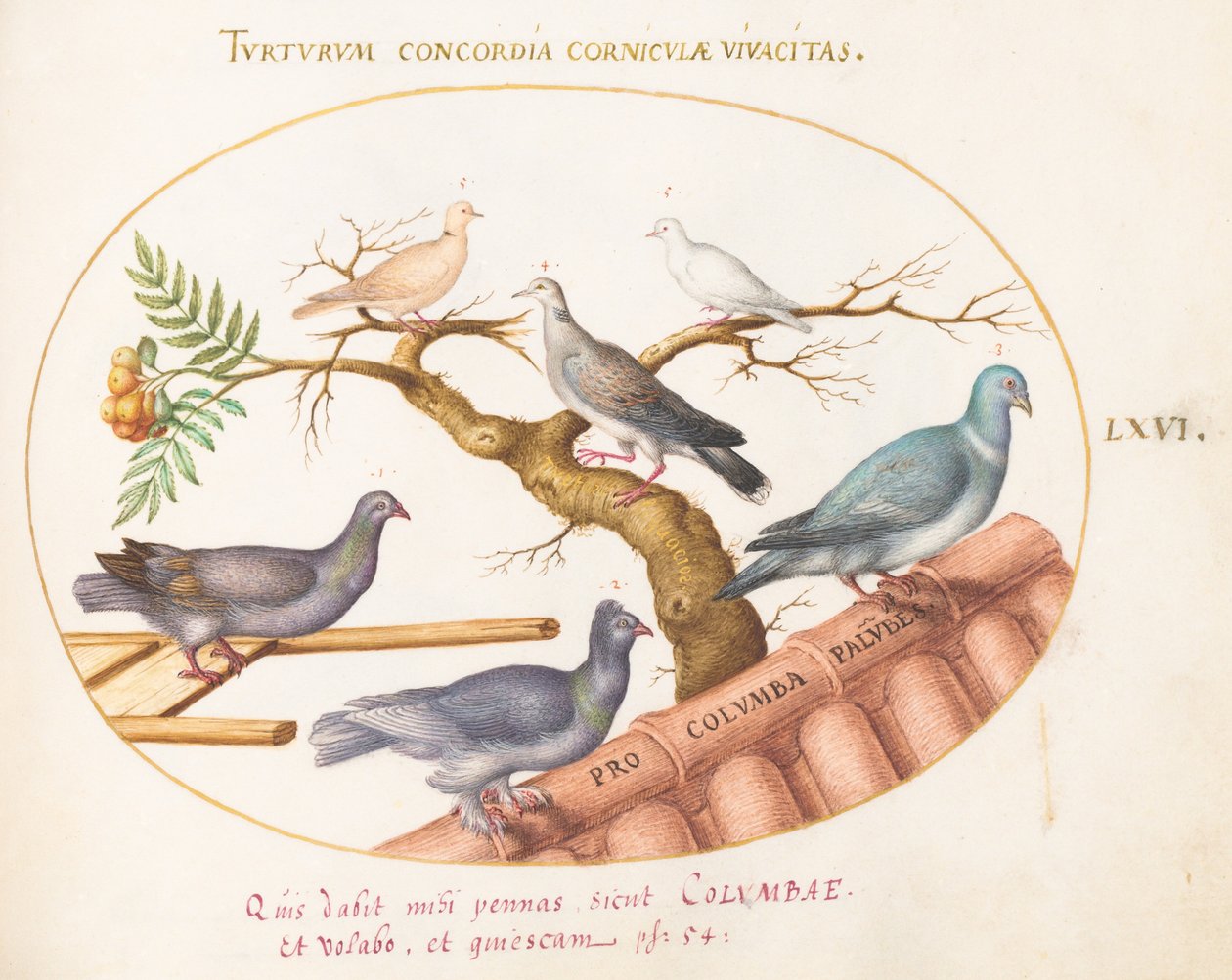 Planche 66 : Colombes et pigeons - Joris Hoefnagel