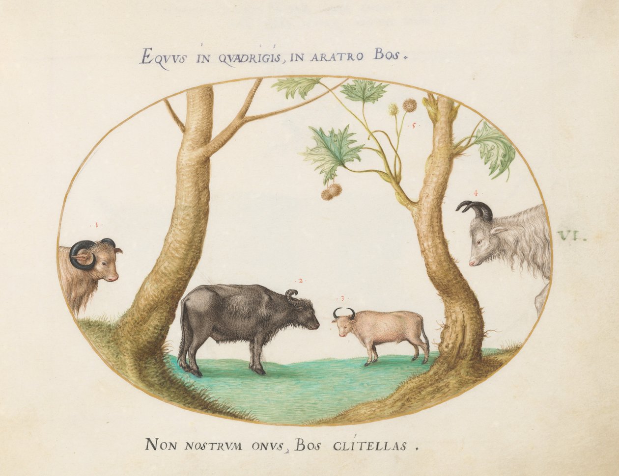 Planche 6 : Une variété de bœufs avec un bélier et un buffle d