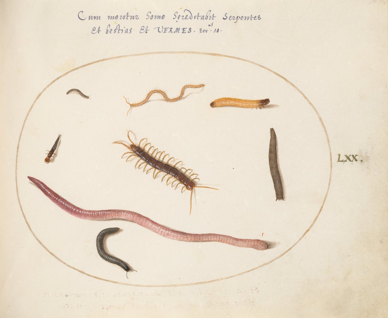 Planche 70 : Ver, mille-pattes, scolopendre et autres créatures longues - Joris Hoefnagel