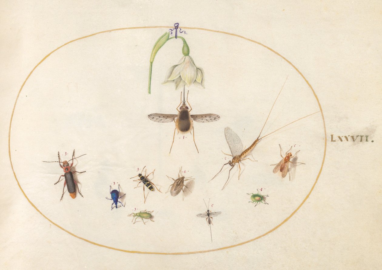 Planche 77 : Sphinx colibri avec une fleur blanche, charançons bleus et verts, et autres insectes - Joris Hoefnagel