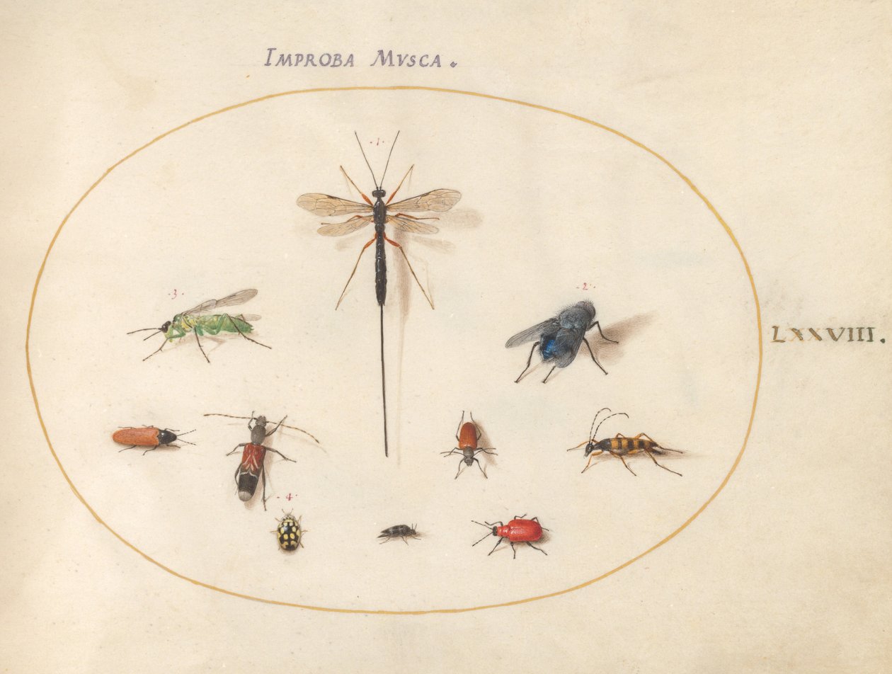 Planche 78 : Dix insectes, dont une mouche bleue - Joris Hoefnagel