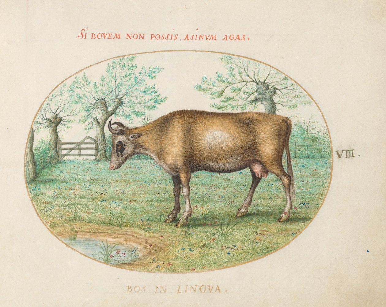 Planche 8 : Une vache - Joris Hoefnagel