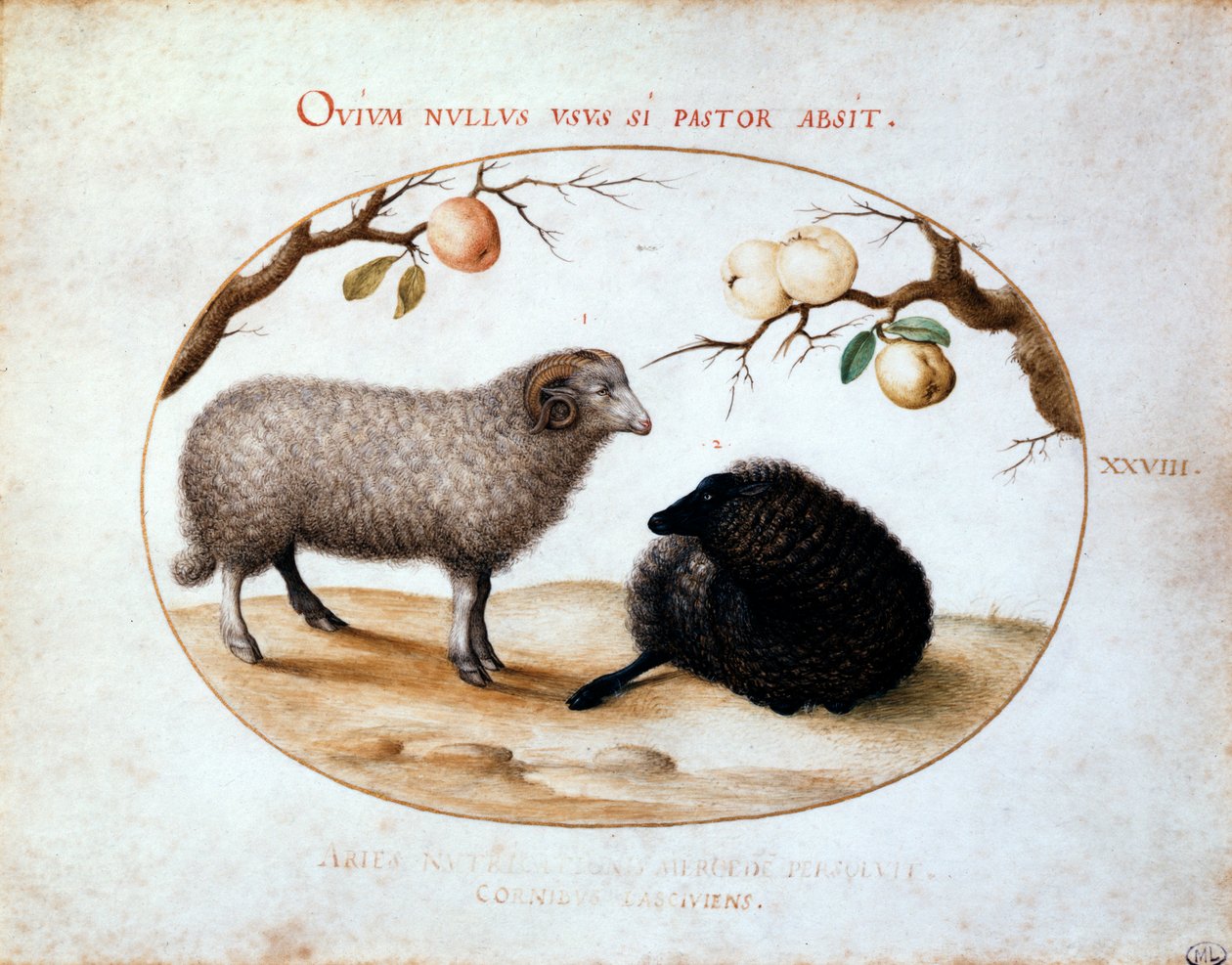 Bélier, mouton noir et deux branches de pommier, 16ème siècle - Joris Hoefnagel
