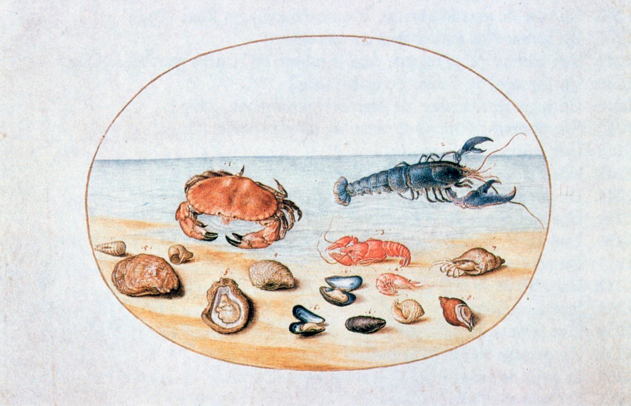 Coquillages et crustacés, 16ème siècle - Joris Hoefnagel