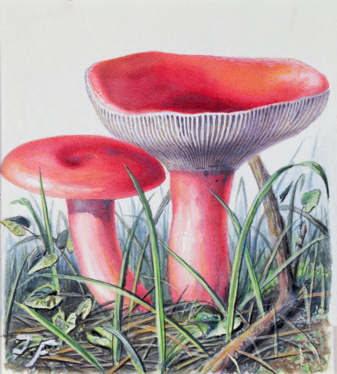 Étude de champignon - Josef Fleischmann