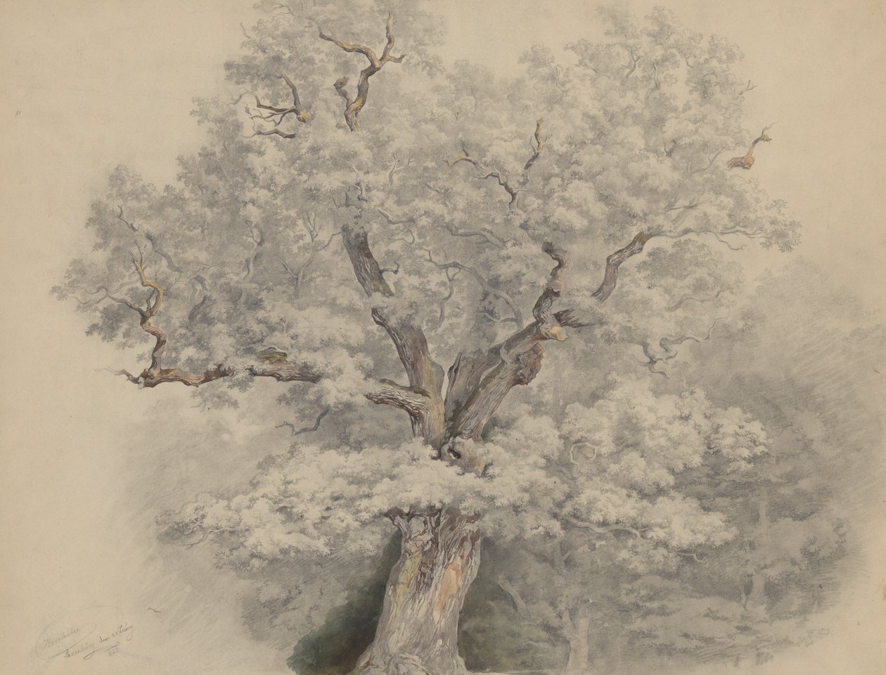 Étude sur les arbres réalisée à Laxenburg - Josef Kriehuber